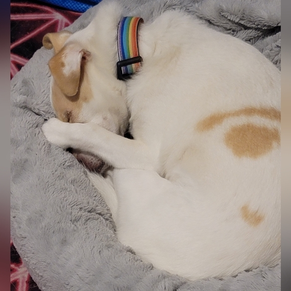 unknown cat! - Picture 2 of 2